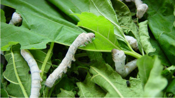 蠶室的除濕機要怎么選擇？